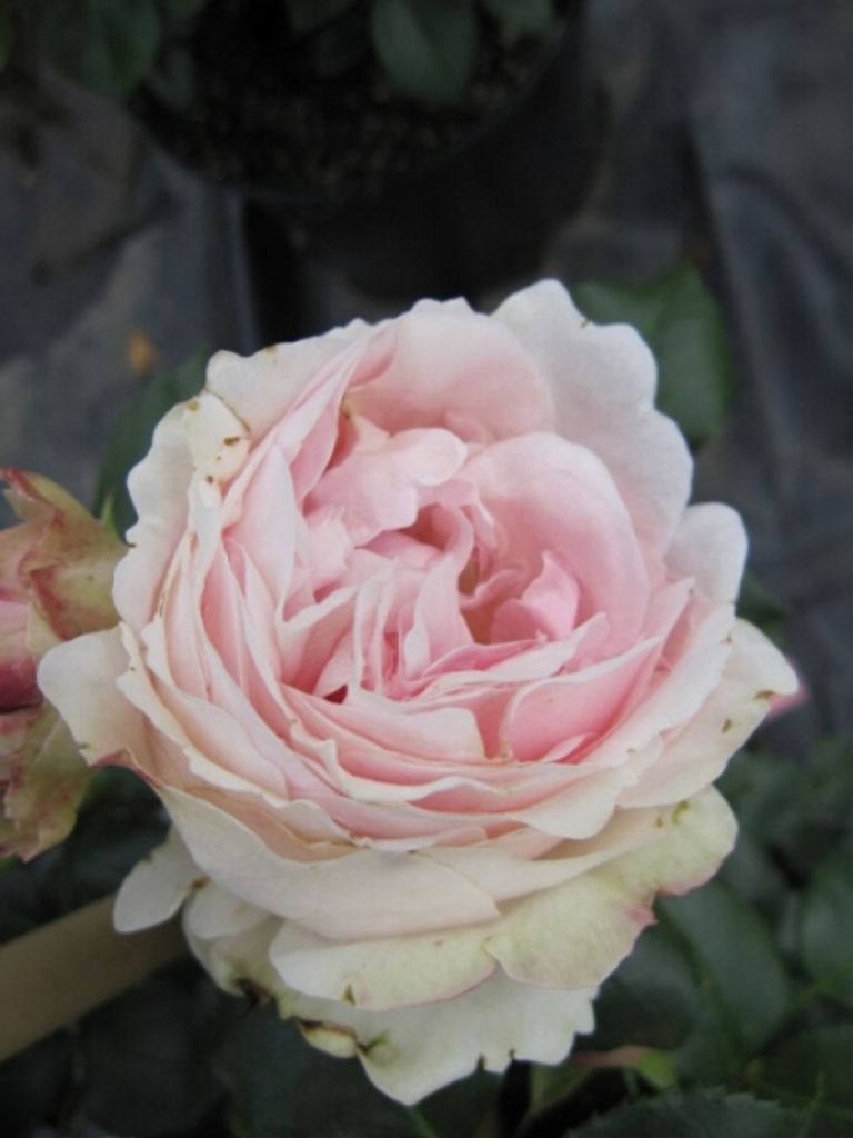 Rosa Giardina - Synonym L'Alhambra - Kletterrose - Produktbild 