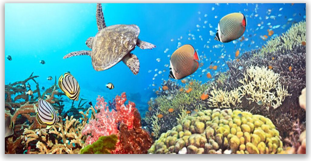 Tulup Leinwand-Bilder 140x70 Wandbild Canvas Kunstdruck Korallenriff Landschaft