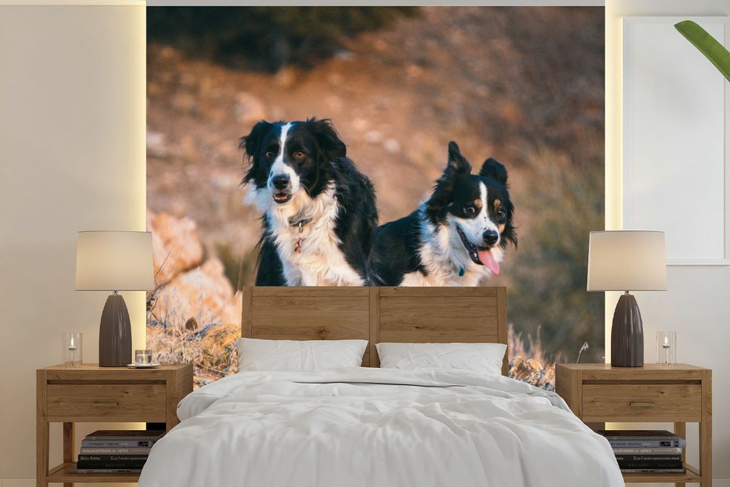 MuchoWow Fototapete für Wohnzimmer oder Schlafzimmer Wandtapete Vinyl Motivtapete Border Collies bei einer Wanderung in den Bergen von Utah - 24...