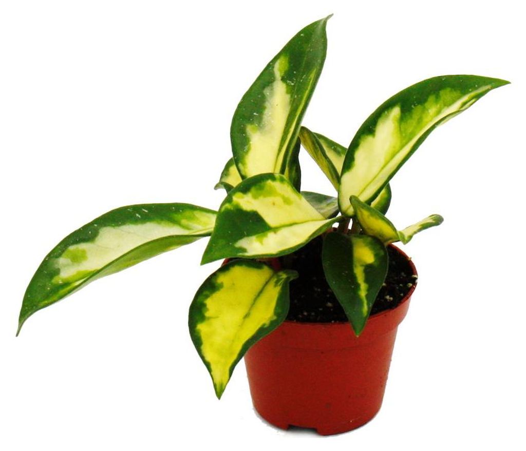 Mini-Pflanze Hoya carnosa tricolor Porzellanblume Ideal für Produktbild 