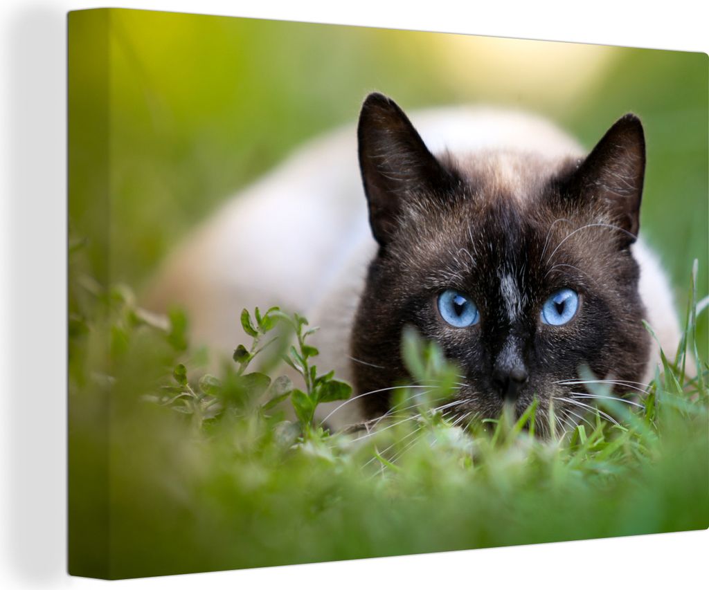 OneMillionCanvasses® - Leinwandbilder - 140x90 cm, Katze - Produktbild 