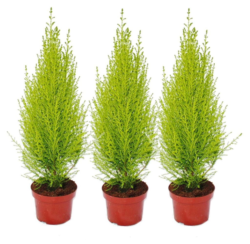 Zimmerpflanze Wilma, 3 Stück, 45-55cm hoch, Topf Ø 13cm, Produktbild 