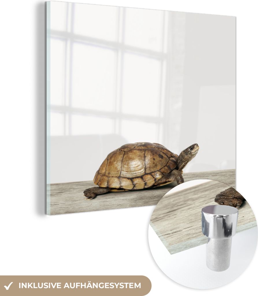MuchoWow Glasbilder - Bilder auf Wandbild - Foto auf Glas Schildkröte - Junge - Tiere - Kinder - Mädchen 50x50 cm Wanddekoration aus Glas - Acryl...