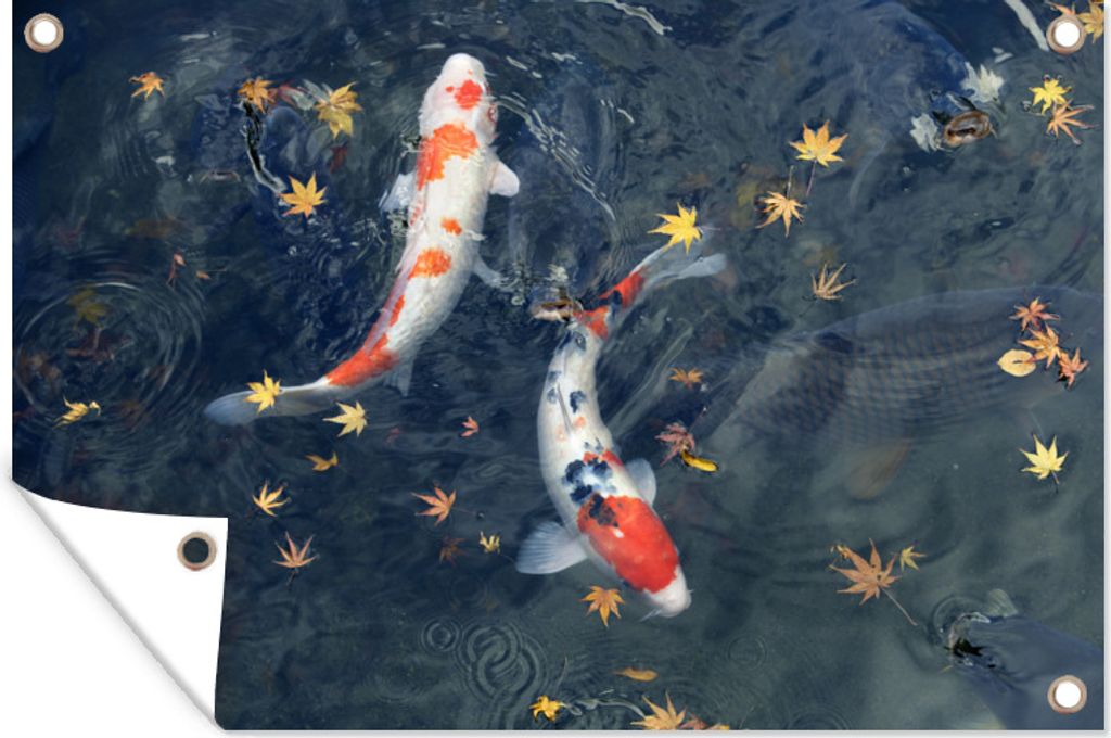 MuchoWow 120x80 cm Outdoor-Poster Gartendeko Sichtschutz Garten Poster für den Garten Zwei Koi-Kutter schwimmen zwischen kleinen Blättern