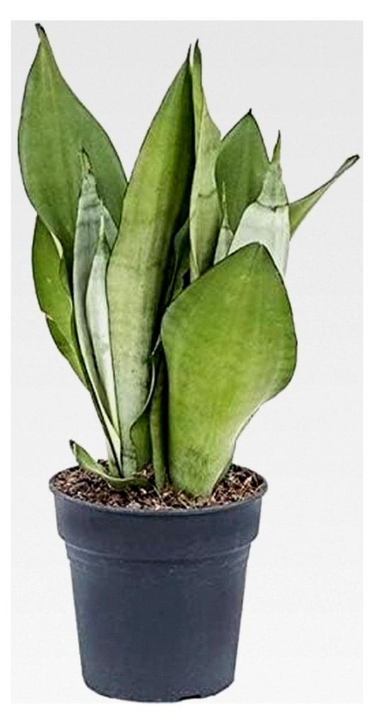 Sansevieria Moonshine ca. 70 cm – Bogenhanf Zimmerpflanze, luftreinigend, pflegeleicht, geeignet für Büro und Zuhause, moderne Indoor Deko Pflanze