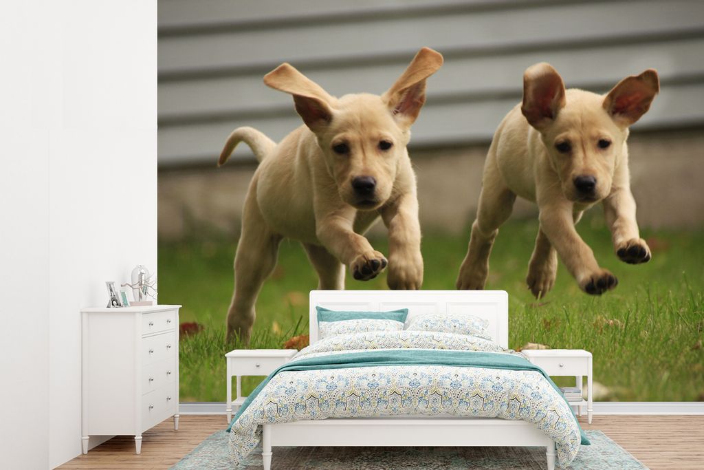 MuchoWow Fototapete für Wohnzimmer oder Schlafzimmer Wandtapete Vinyl Motivtapete Zwei gelbe Labrador Retriever laufen durch das Gras - 360x260 ...