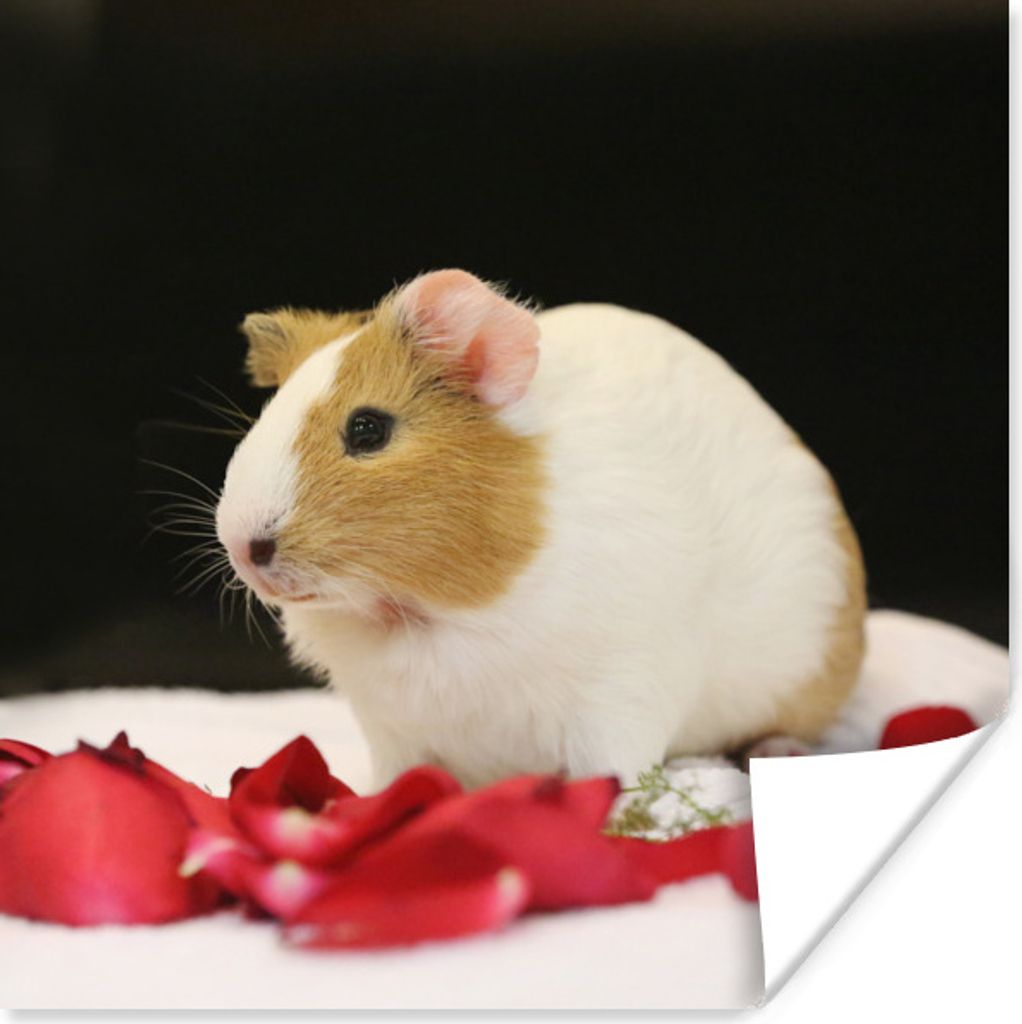 MuchoWow Poster Liebes Meerschweinchen 30x30 cm - Wandposter - Printing