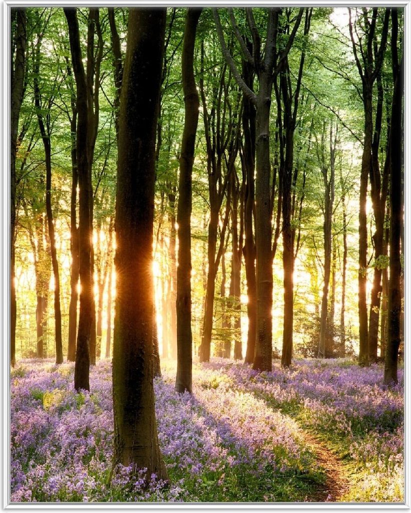 Wallario Wandbild Blaue Hasenglöckchen im Wald mit Sonnenstrahlen, Größe: 40,30 x 50,30 cm, Poster mit weißem Aluminiumrahmen