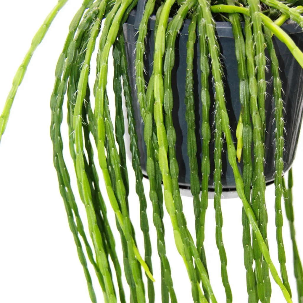 Rhipsalis paradoxa 15cm - Structure Géométrique et Ambre de Cactus - 3