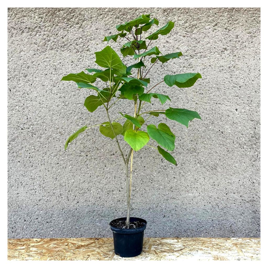 Farges Trompetenbaum (Catalpa fargesii 'Douclouxii'); 3-jährige Jungpflanze ca. 90 cm; sehr selten; Laubbaum, Gartenbaum, Parkbaum, Stadtbaum, Kli...