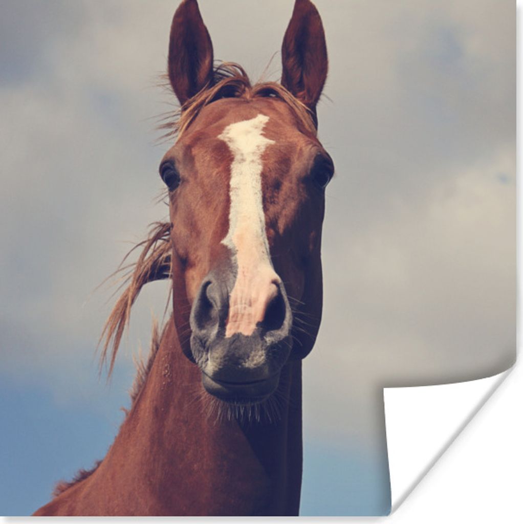 MuchoWow Poster Pferd - Luft - Blau 50x50 cm - Wohnzimmerdekoration