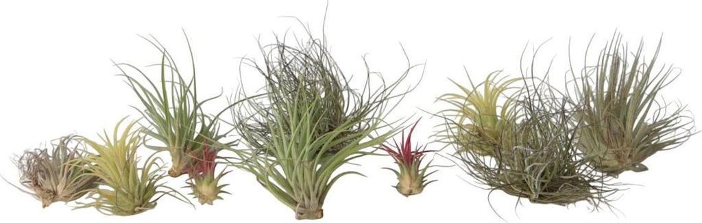 Tillandsien Luftpflanzen - 10 Stk - Tillandsia - Höhe Produktbild 