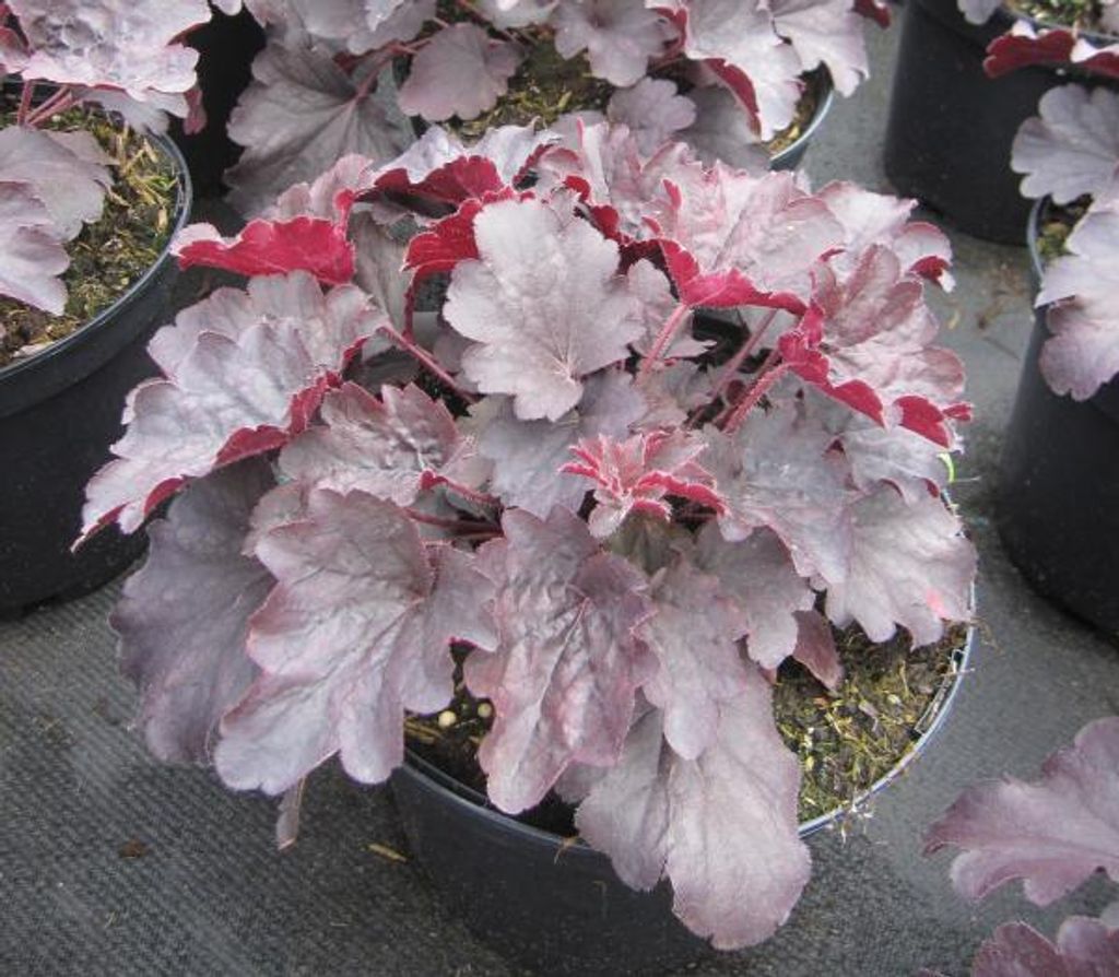 Purpurglöckchen Bella Notte - Heuchera micrantha Bella Notte - Blattschmuckpflanze