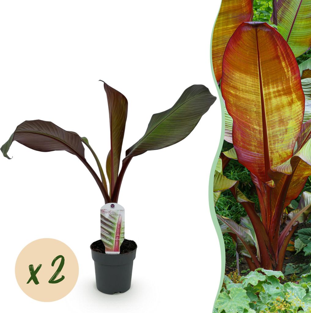 GreenboutiQ - Plante fruitière - Plante bananier - Ensete Image du produit 