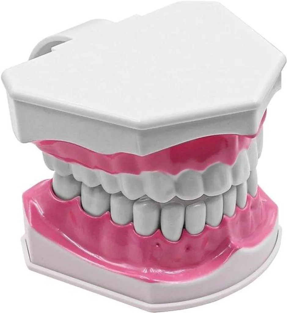 Maquette dentaire articulée avec gencives souples et grandes dents