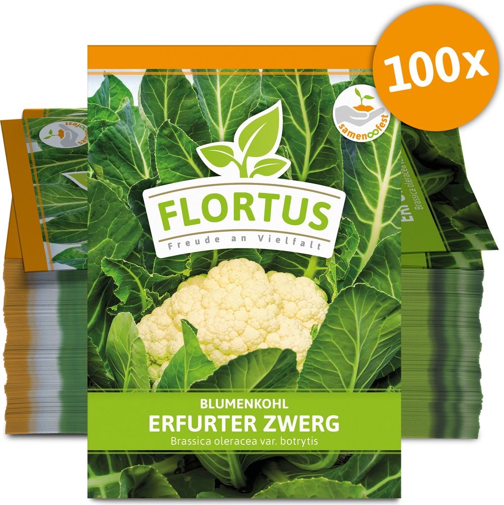 Blumenkohl Erfurter Zwerg (100 Stück) | Blumenkohlsamen von FLORTUS