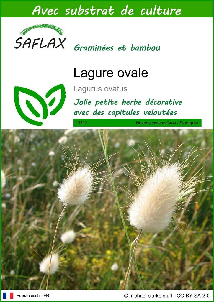 SAFLAX  - Lagure ovale - 100 graines - Avec substrat - Image du produit 