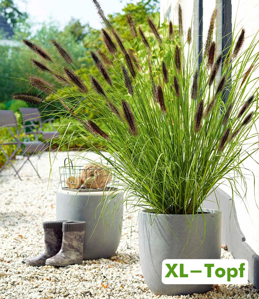 BALDUR Garten 1x Schwarzes Lampenputzergras, Pflanze im 14 Produktbild 