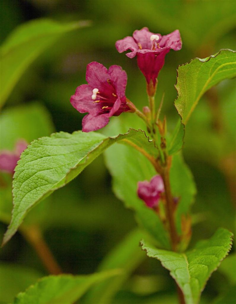 Weigela 'Bristol Ruby', Weigelie, rubinrot, 100–150 cm