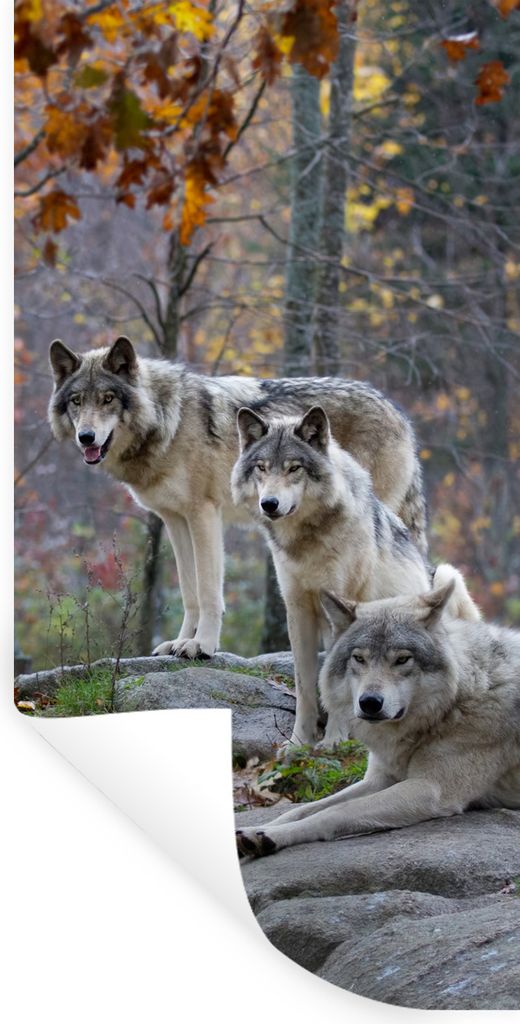 MuchoWow Wandtattoo Wandsticker Wandaufkleber Wölfe - Fels - Wald 60x120 cm Selbstklebend und Repositionierbar - Selbstklebend - Fototapeten