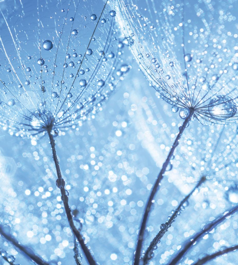 Fototapete - Dandelion Water Drops 225x250cm - Vliestapete
