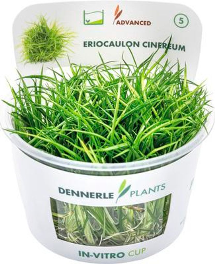 Wollstängel - Eriocaulon cinereum In-Vitro