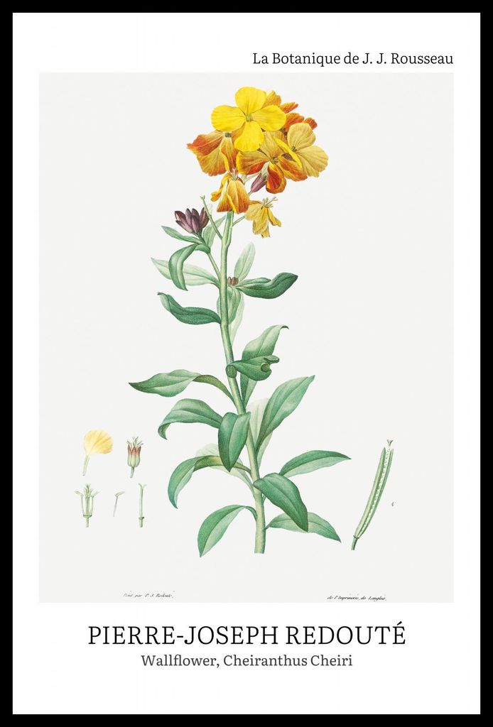 Plakat 40x60cm Design Chearinthus Cheiri, Redoute Vintage für das Wohnzimmer