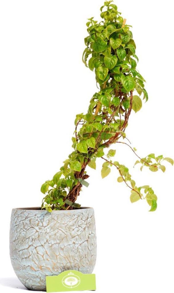 Hydrangea anomala glabra 'Crug Coral' Kletterhortensie, 2 Liter Topf