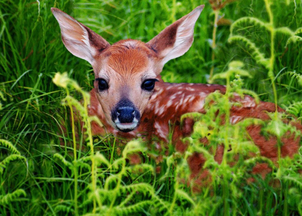 3 D Ansichtskarte Rehkitz, Postkarte Wackelkarte Hologrammkarte Bild Waldtiere Reh