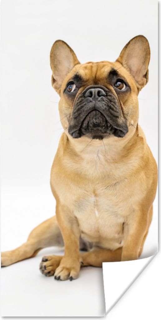 MuchoWow Poster Französische Bulldogge - Weiß - Braun 60x120 cm - Wandschmuck
