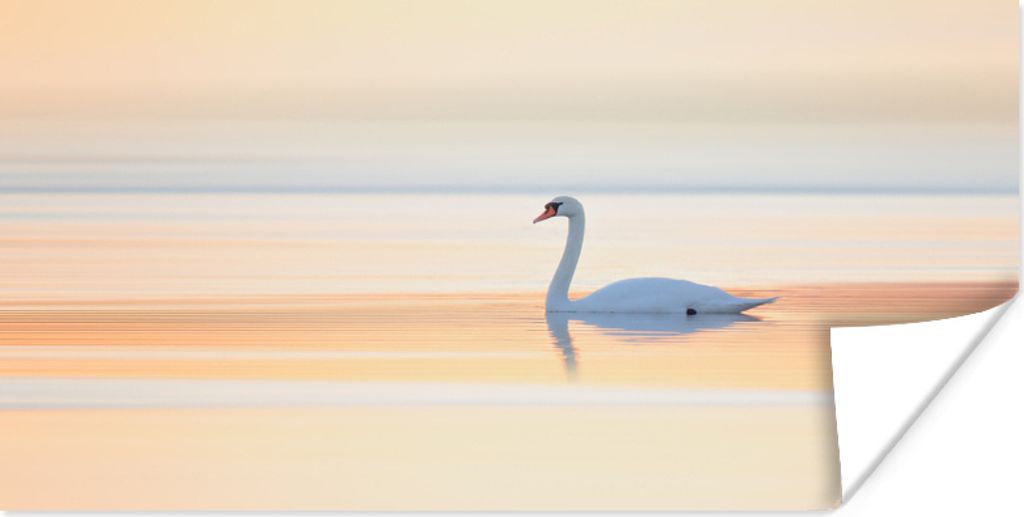 MuchoWow Poster Schwan - Nebel - Wasser 80x40 cm - Wanddeko