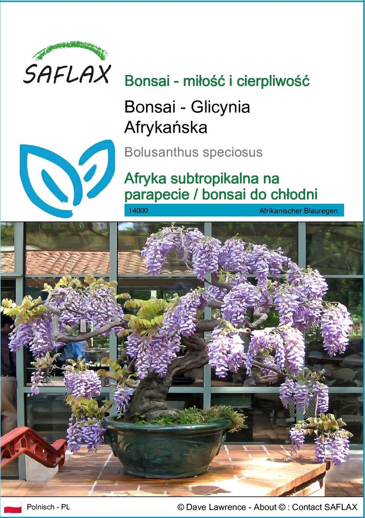 SAFLAX - Bonsai - Glicynia Afrykańska - 15 Nasiona - Zdjęcie produktu 