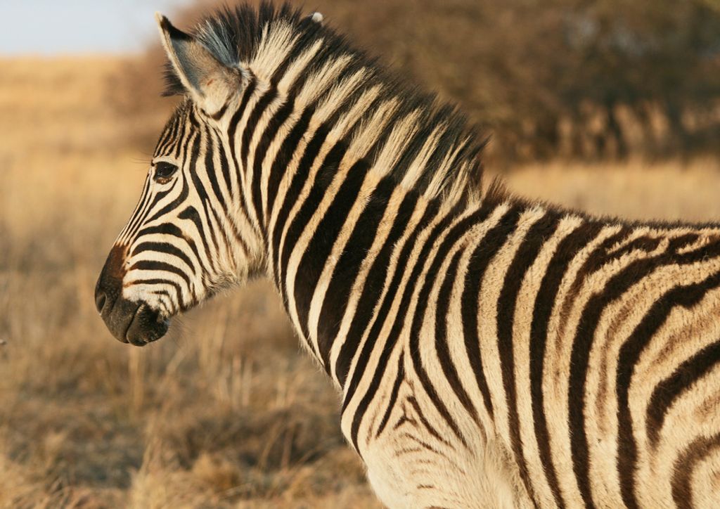 hansepuzzle 83750 - Zebra Puzzle, 260 Teile, Tierwelt, 41,0 x 28,0cm mit hochwertiger Aufbewahrung, Kartonbox und wiederverschließbarem Beutel