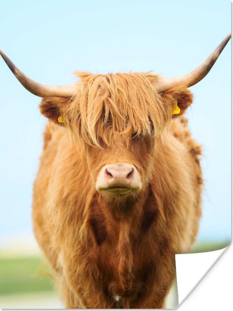 MuchoWow Poster Schottischer Highlander - Haare - Gras 60x80 cm - Schlafzimmer Dekoration