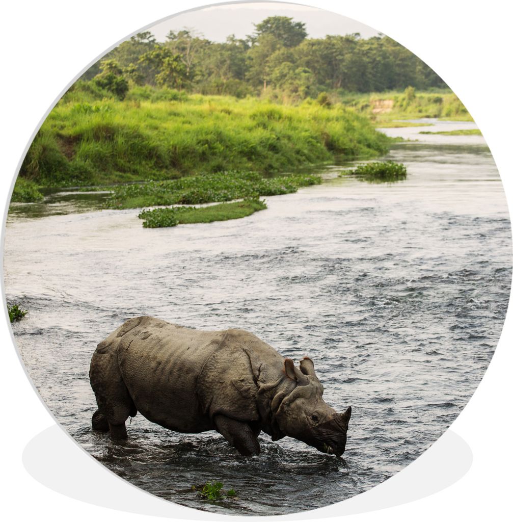 MuchoWow Rundes Wandbild - Runde Bilder Nashorn im Wasser Ø 60 cm Kreis Wanddekoration Kunststoff - Wandkreis - Wandschmuck - Wand Kreis - Das S...
