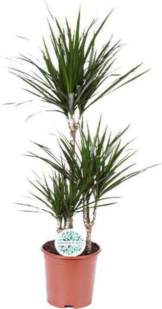Plante d'intérieur Dracena Marginata - Arrosage Facile - Pot de 21cm