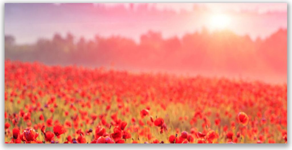 Glasbilder 140x70 Wandbild Druck auf Glas Wiese Blumen Natur