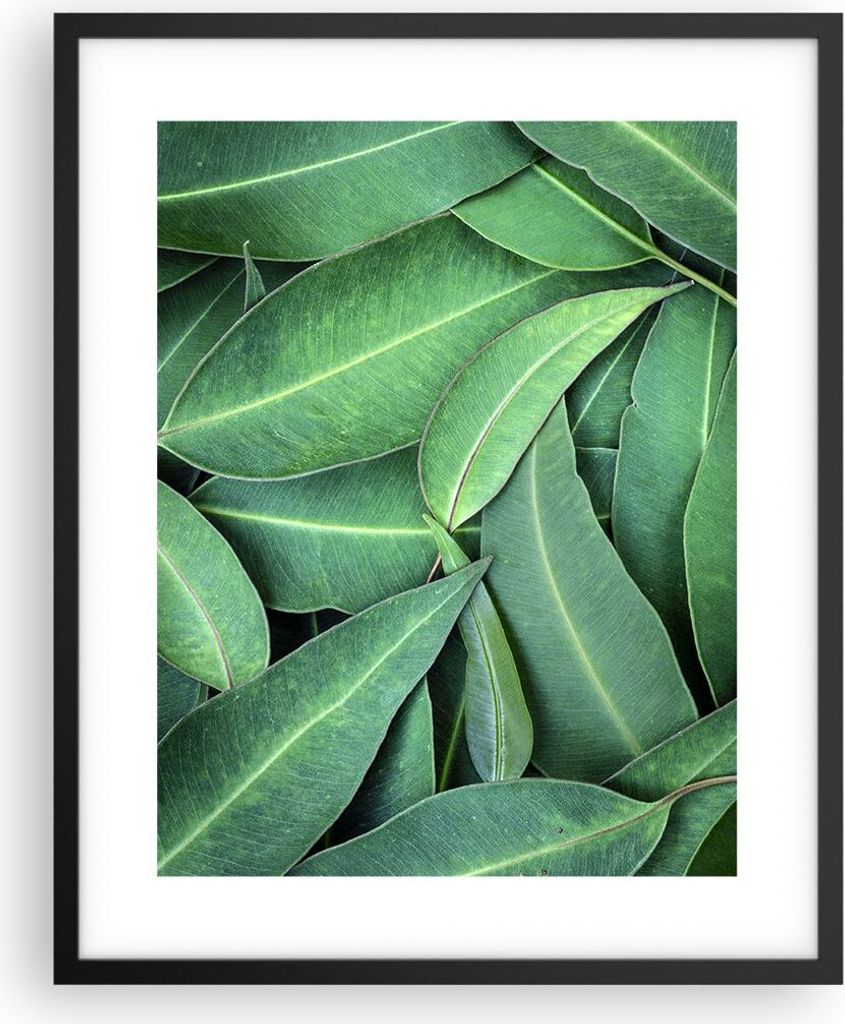 Gerahmtes Poster - Schwarzer Rahmen - Blätter Eukalyptus Produktbild 