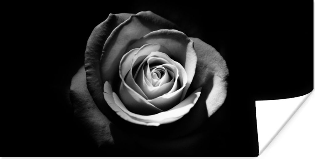 MuchoWow Poster Blumen - Schwarz - Rose - Weiß - Botanisch 80x40 cm - Wanddeko