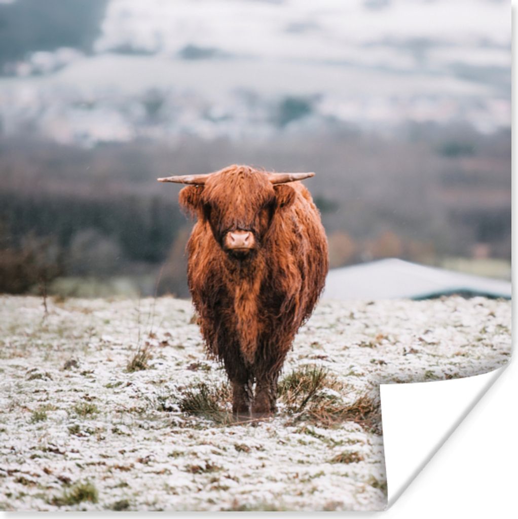 MuchoWow Poster Schottischer Highlander - Schnee - Berg 30x30 cm - Wandposter - Printing