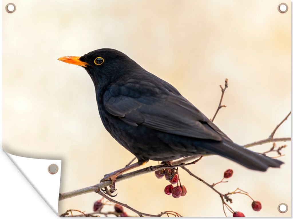 MuchoWow 80x60 cm Outdoor-Poster Gartendeko Sichtschutz Garten Poster für den Garten Amsel - Vogel - Zweige - Beere - Rot