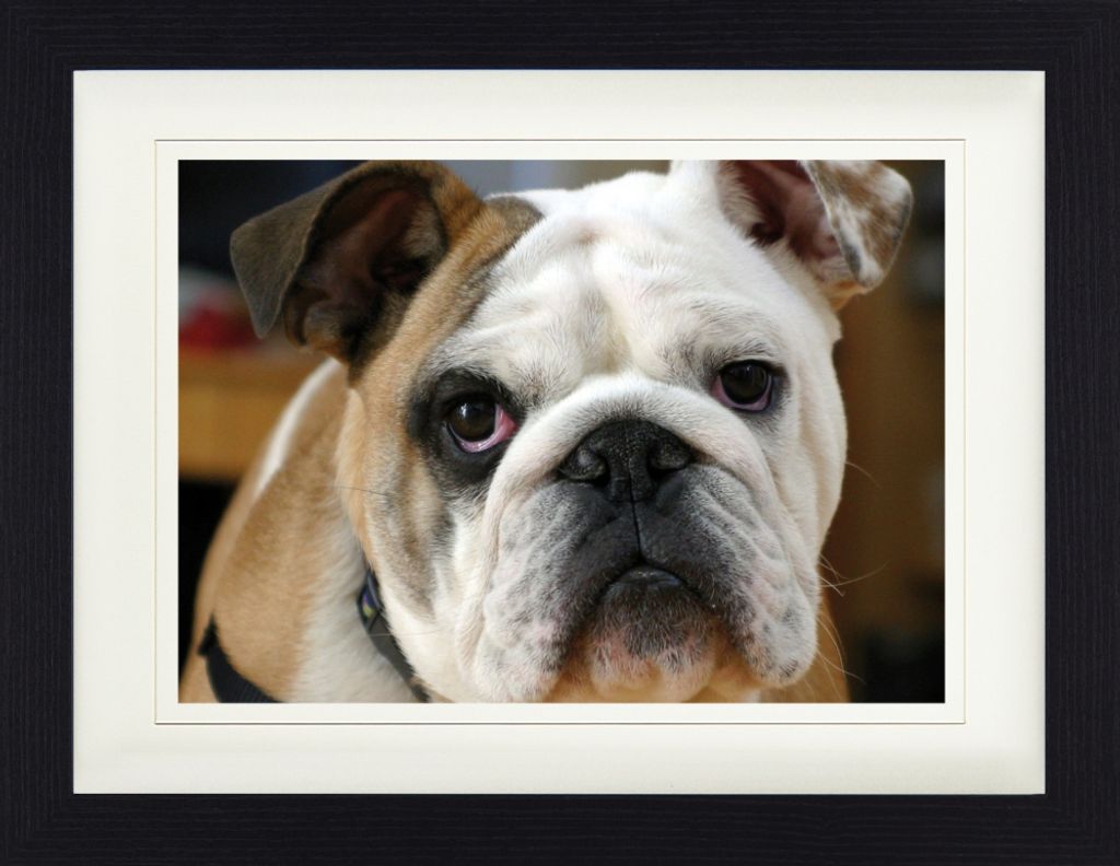 Hunde Gerahmtes Bild Mit Edlem Passepartout | Wand-Bilder | Im Bilderrahmen - Junge Englische Bulldogge (30 x 40 cm)