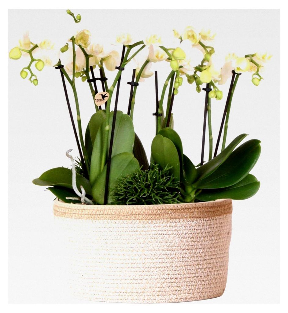 Orchideen | weißes Pflanzenset im Baumwollkorb mit Wassertank | drei weiße Orchideen Amabilis 9cm und drei Grünpflanzen | Dschungelstrauß weiß...