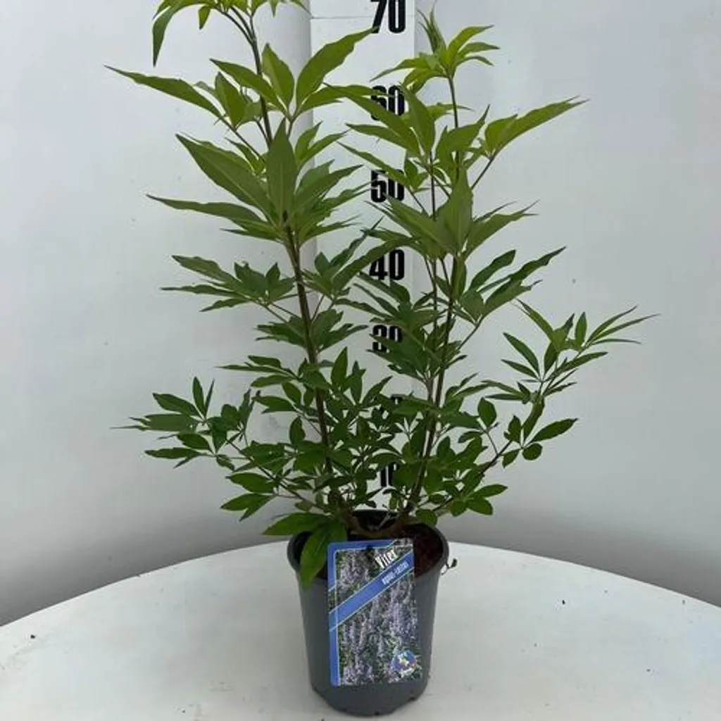 Gattilier Vitex agnus-castus : l'arbuste résistant pour jardin sans eau