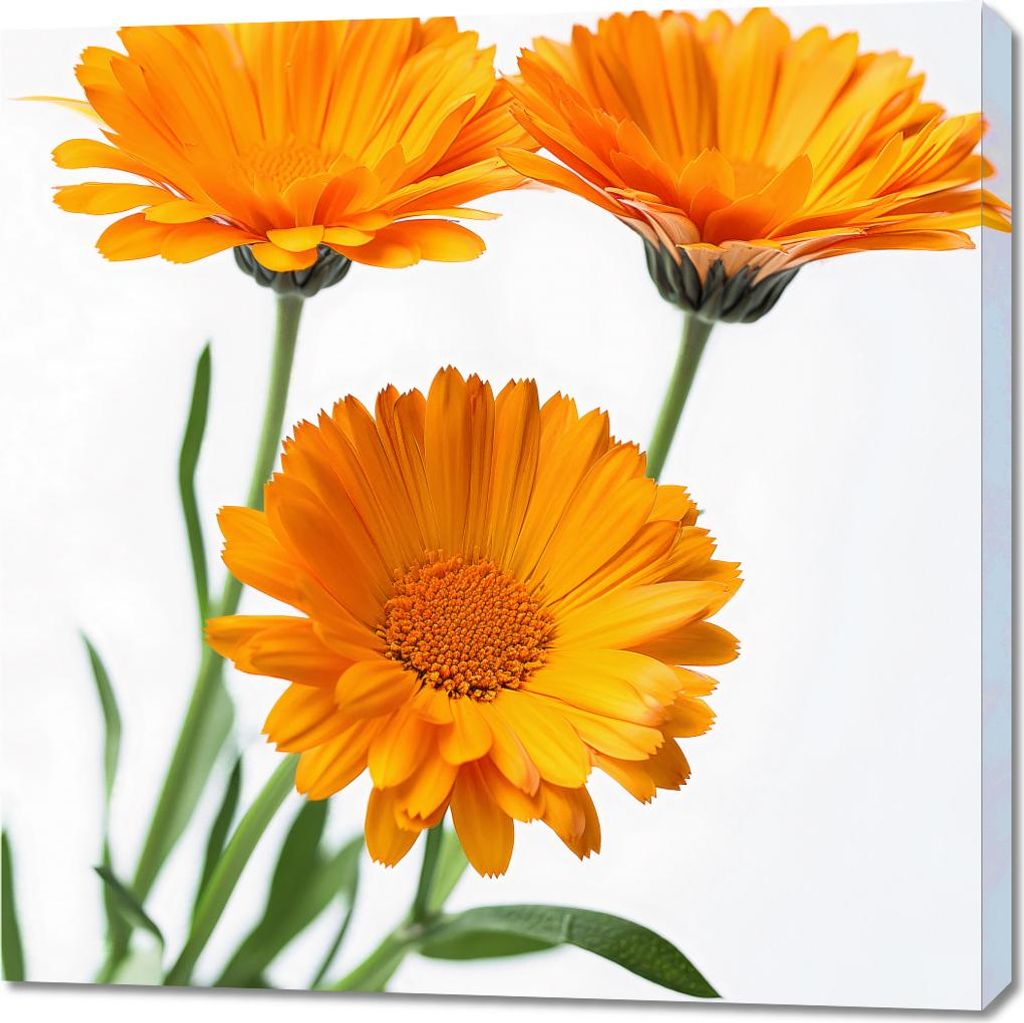 Bild 90x90cm Sonnige Ringelblumen