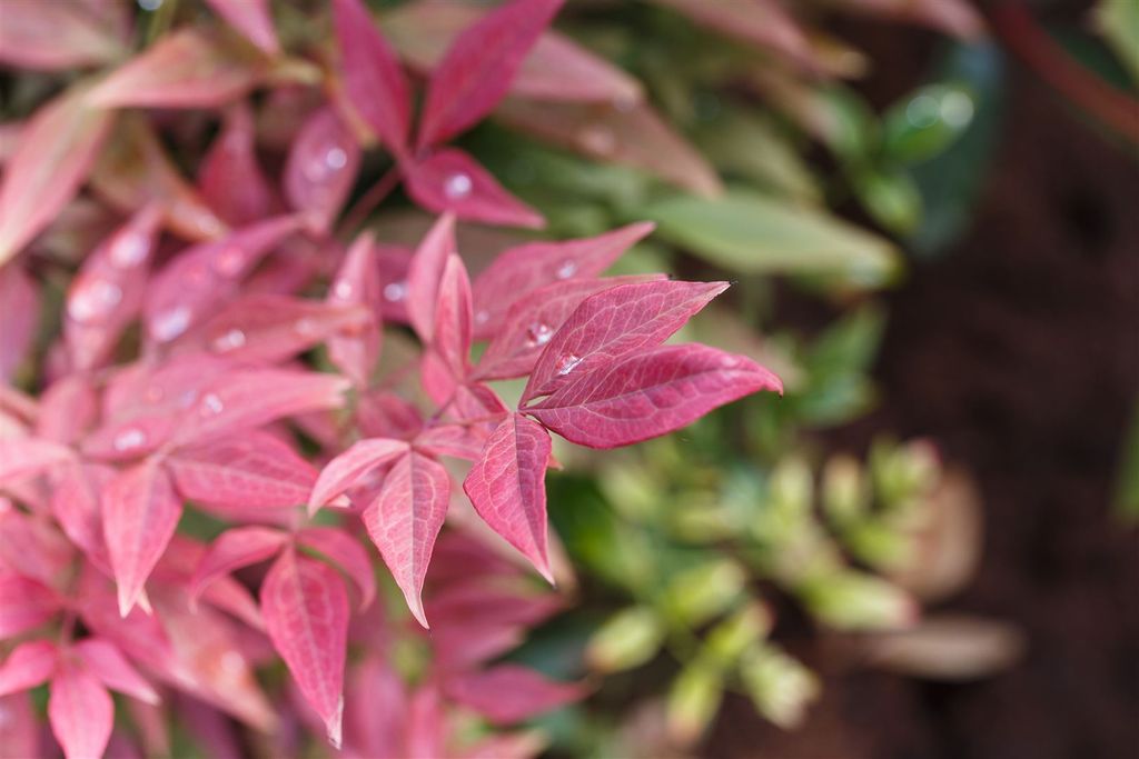 Nandina domestica 'Blush Pink', Himmelsbambus, rosa, 30–40 cm