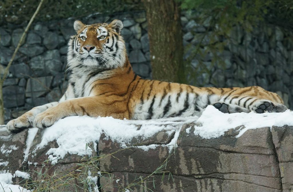 hansepuzzle 42819 - Tiger im Schnee Puzzle, 500 Teile, Tierwelt, 46,0 x 30,0cm mit hochwertiger Aufbewahrung, Kartonbox & Beutel