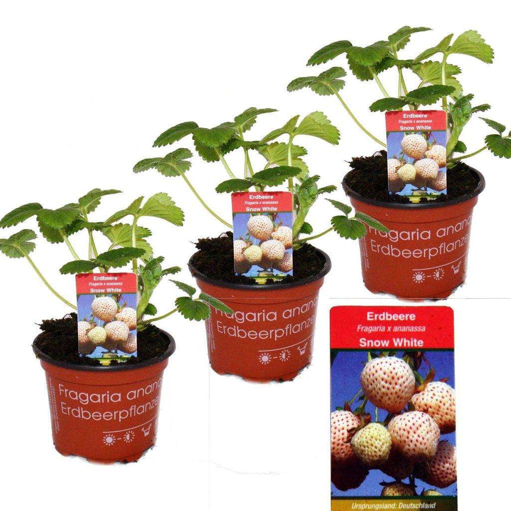 Weisse Erdbeere Snow White mit 3 Pflanzen Fragaria Produktbild 