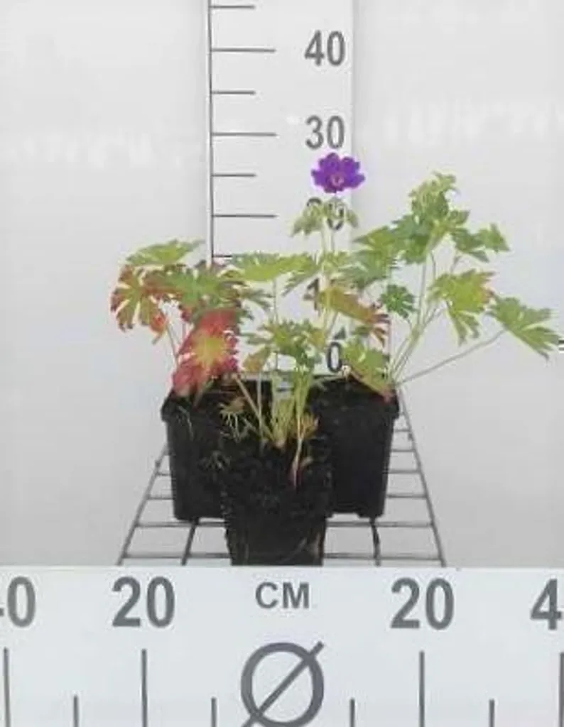 Plantes de bordure : Lot de 6 Géraniums vivaces Blue Blood pots 9x9cm
