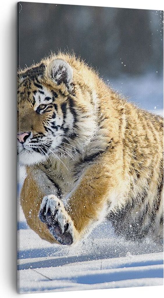 Bild auf Leinwand - Leinwandbild - tiger tier - 45x80cm - Wand Bild - Wanddeko - Wandbilder - Leinwanddruck - Bilder - Kunstdruck - Wanddekoration ...